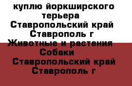 куплю йоркширского терьера - Ставропольский край, Ставрополь г. Животные и растения » Собаки   . Ставропольский край,Ставрополь г.